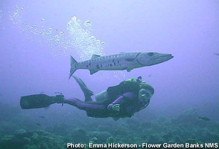 Scientist of the month: Dr. Syliva Earle swimming with a barracuda fish